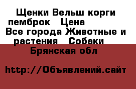 Щенки Вельш корги пемброк › Цена ­ 35 000 - Все города Животные и растения » Собаки   . Брянская обл.